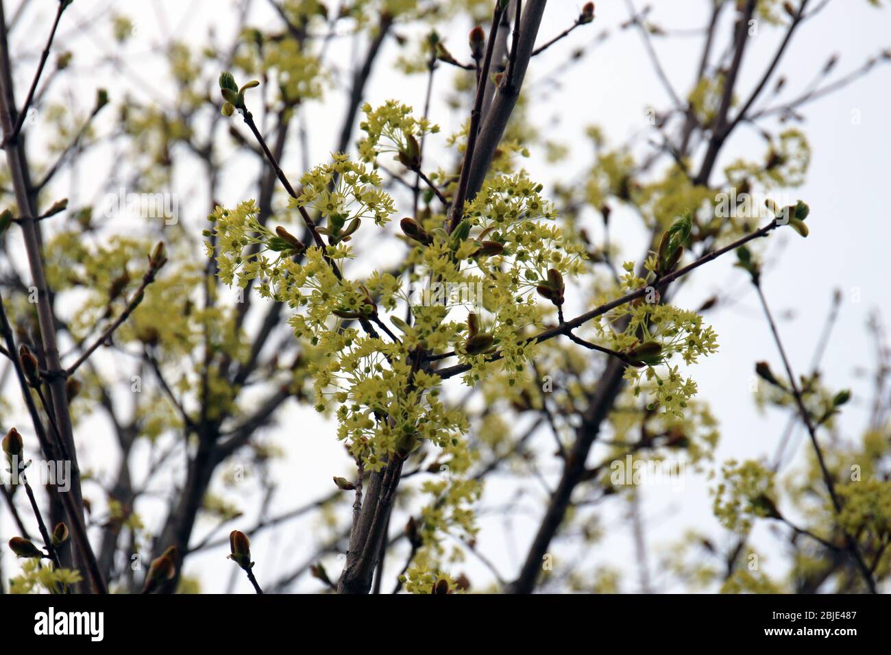 Yellow flowers blooming on a King Crimson maple tree in the spring in