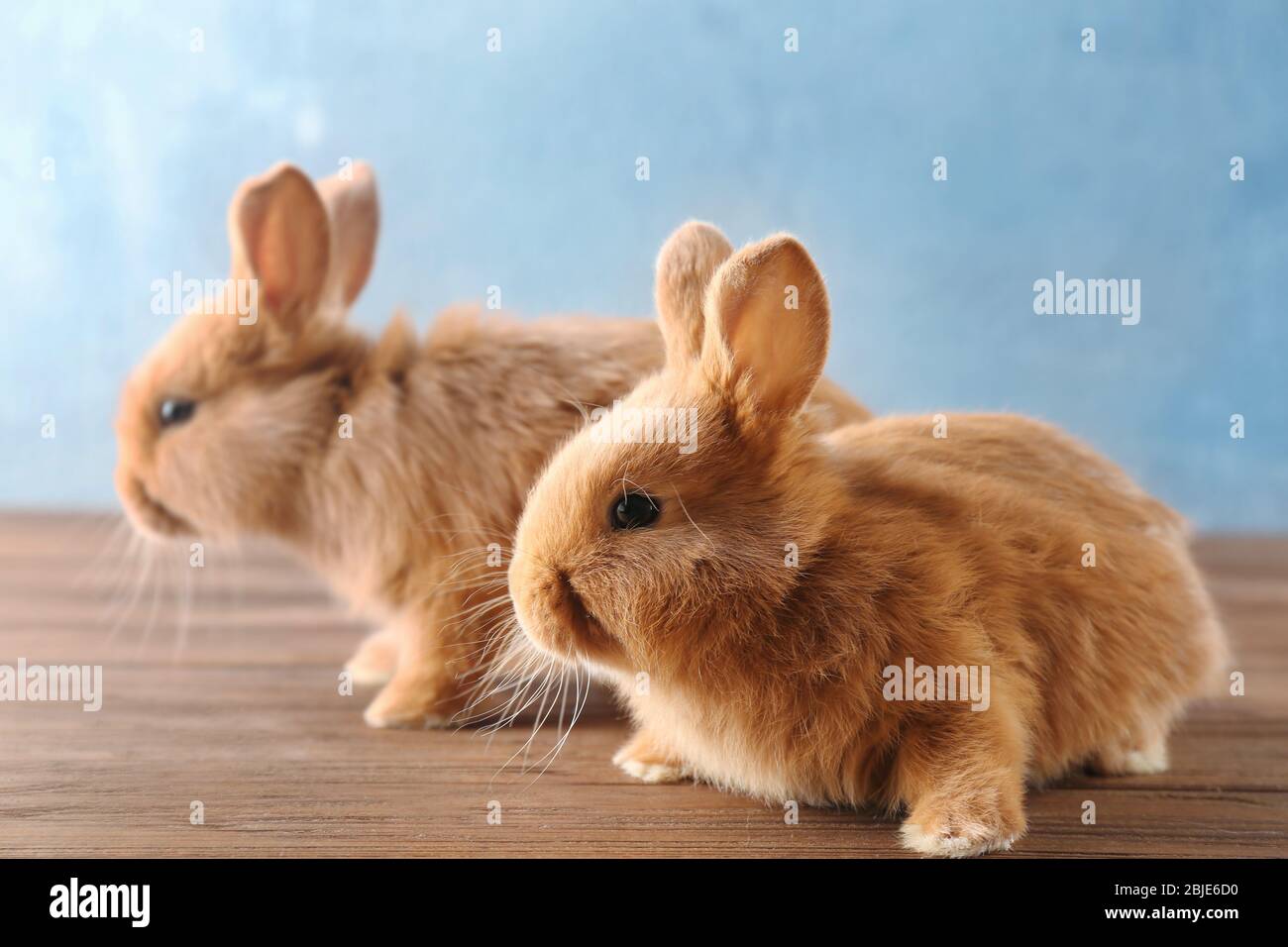 Two cute rabbits hi-res stock photography and images - Alamy