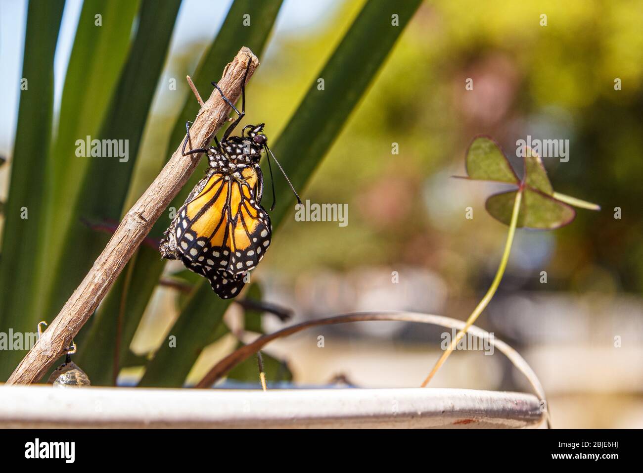 Chrysalis butterfly hires stock photography and images Alamy