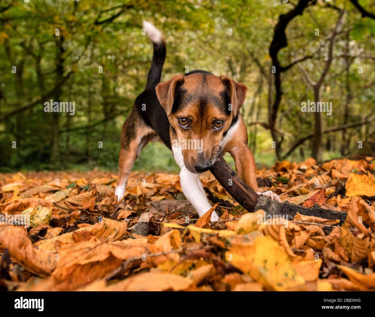 Jack Russell dog chewing a stick Stock Photo
