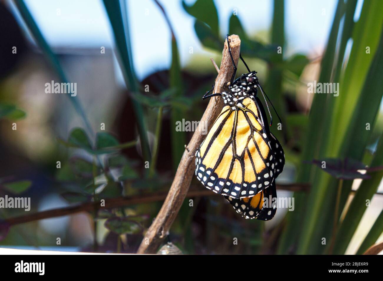 Monarch butterfly immediately after hatching from chrysalis.  Wings slowly unfolding over time Stock Photo