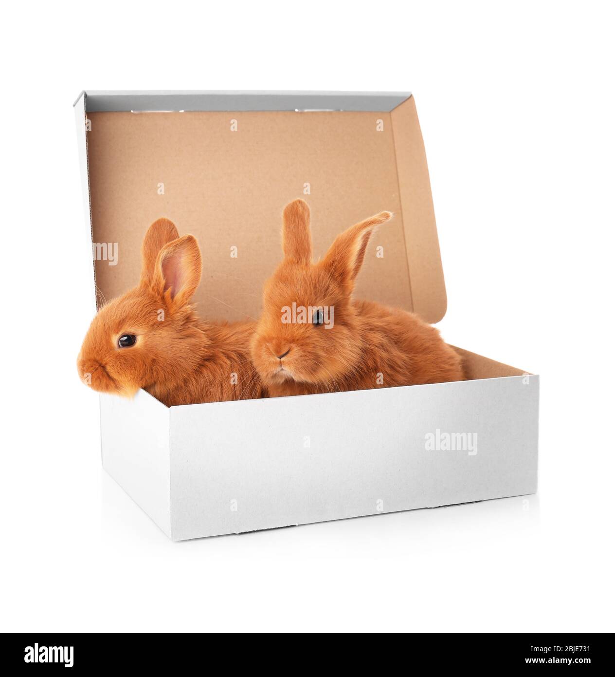 Funny cute rabbits at rabbits box on the rural ranch Stock
