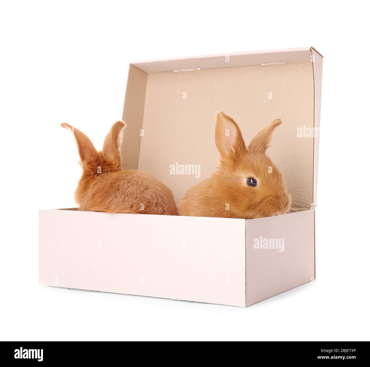 Cute funny rabbits in box on white background Stock Photo - Alamy