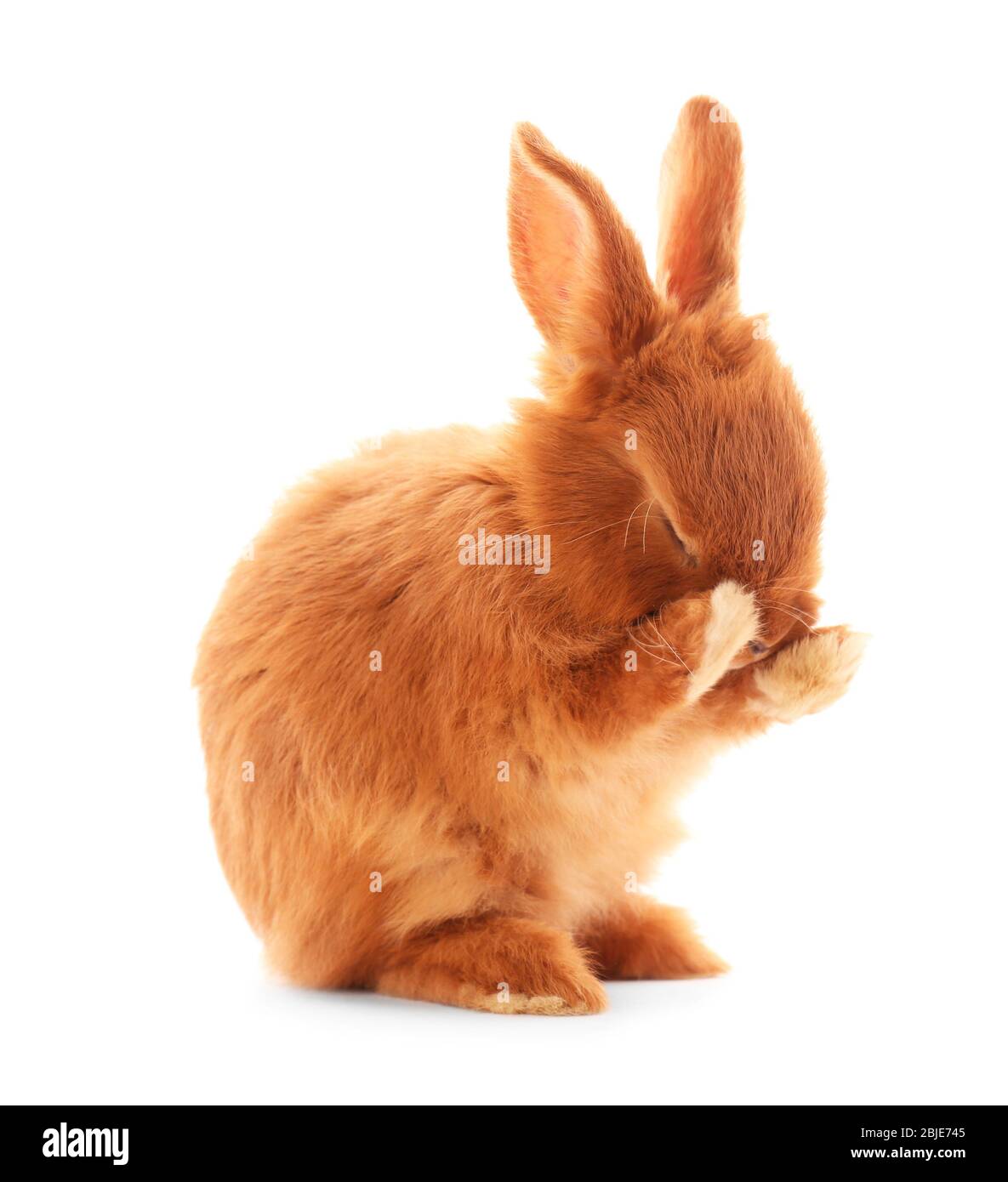 Cute funny rabbit on white background Stock Photo - Alamy