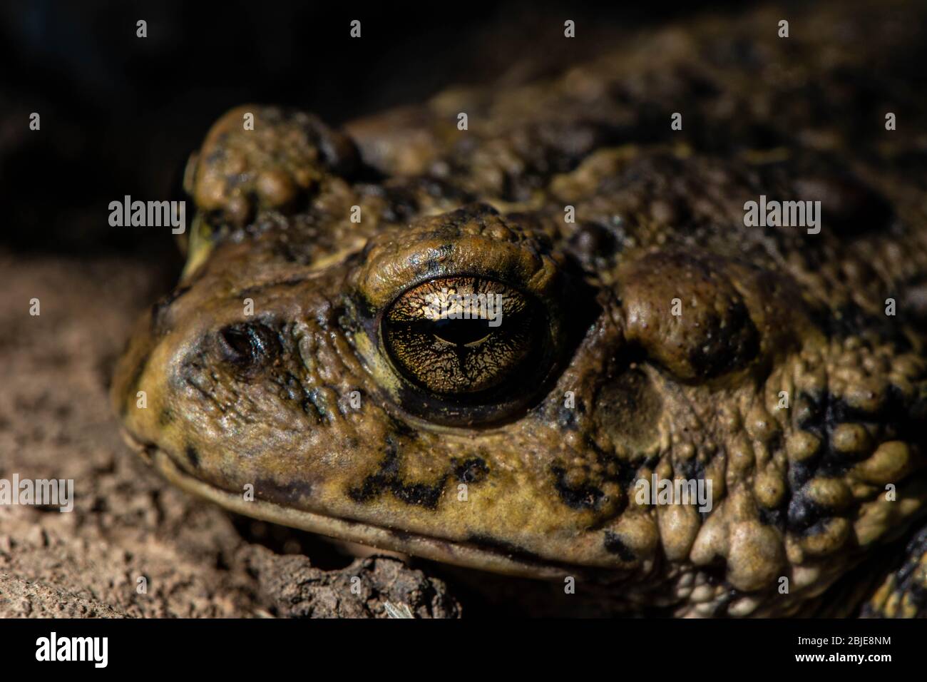 California Toad (Anaxyrus boreas halophilus) from Sacramento County ...