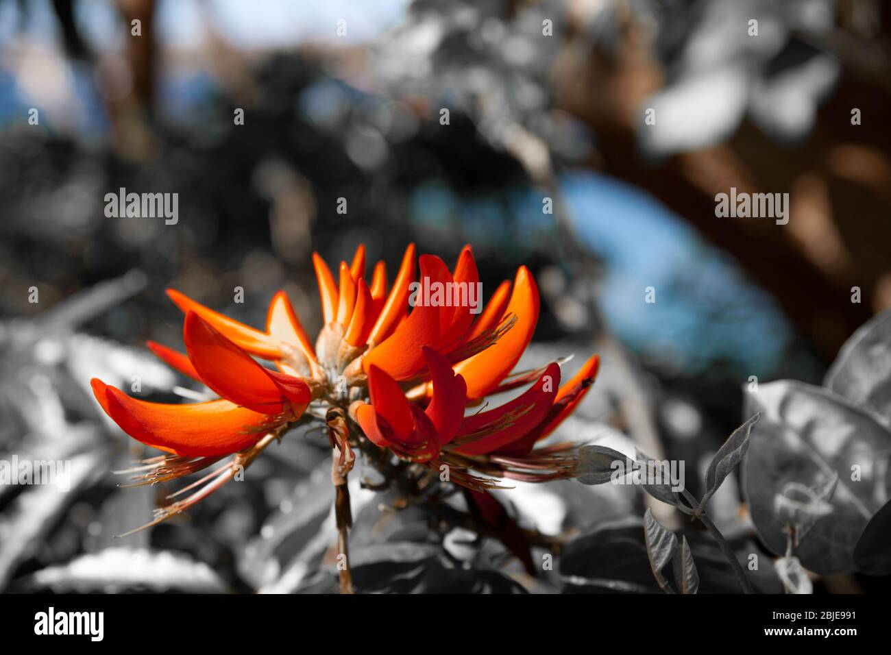 Exotic flowers in Sydney Australia Stock Photo Alamy