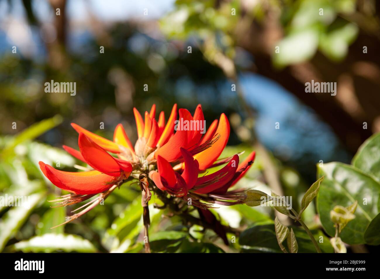 Blumen in australien hires stock photography and images Alamy