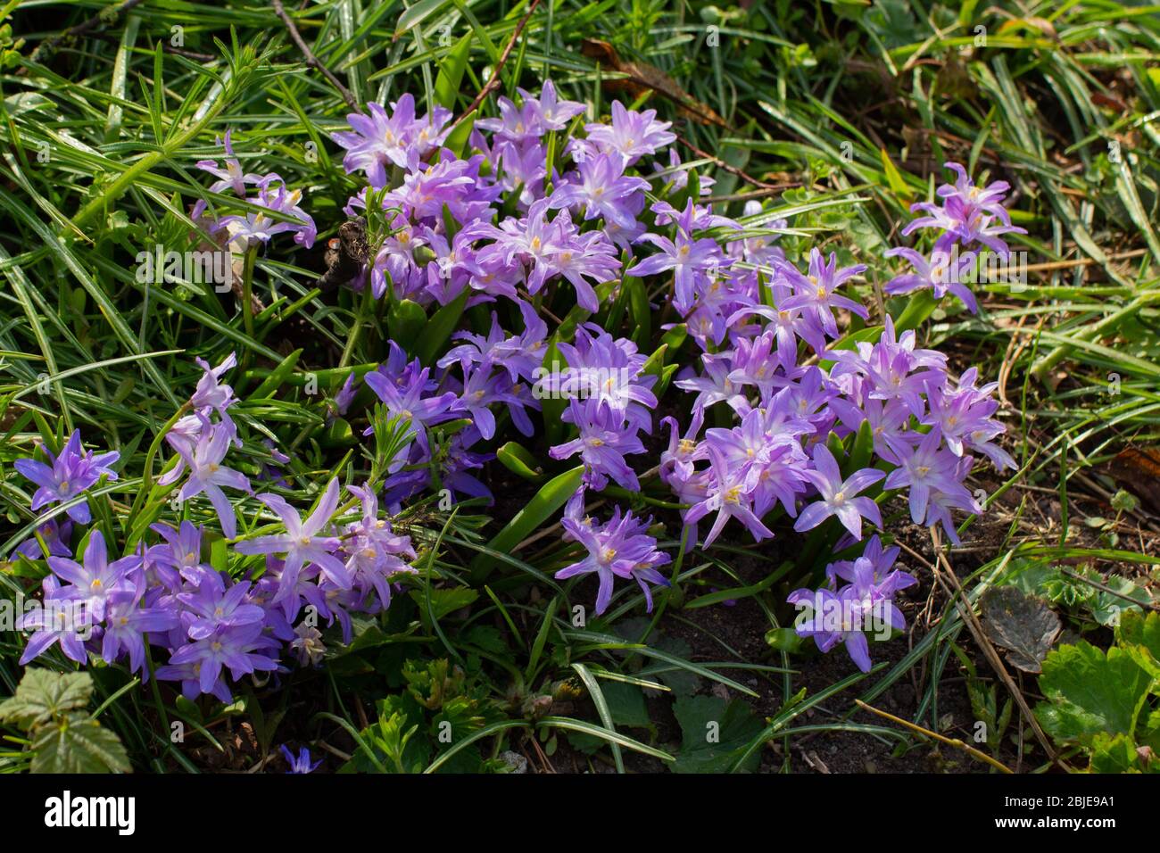 Flowers of a Lucile's Glory-of-the-snow, Chionodoxa luciliae or Gewöhnliche Sternhyazinthe Stock Photo