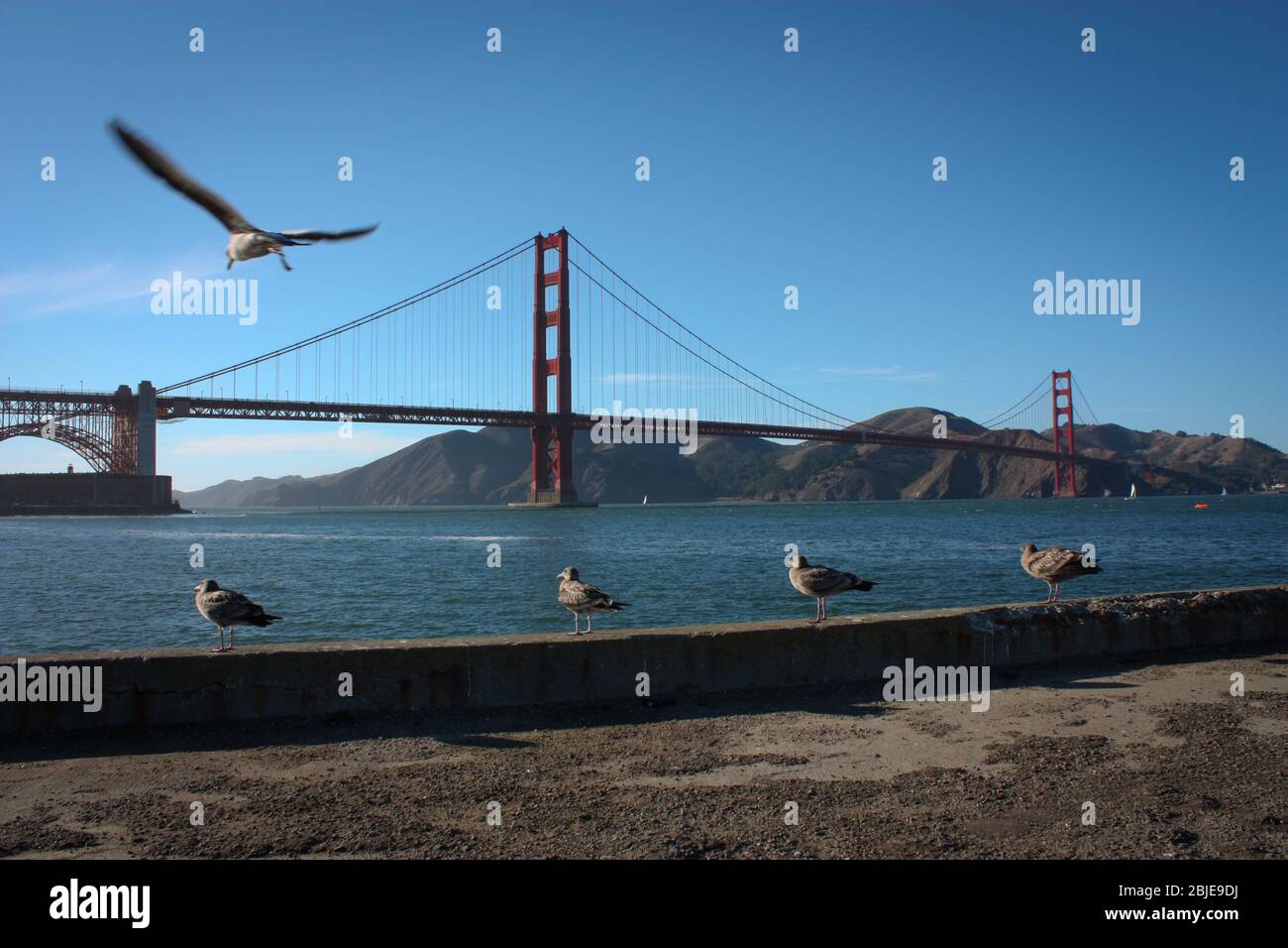 Scenic view on Golden Gate Bridge with Seagulls Stock Photo
