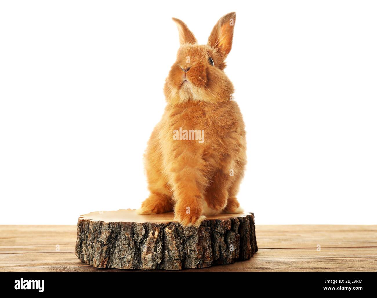 Cute fluffy rabbit on stump and white background Stock Photo - Alamy