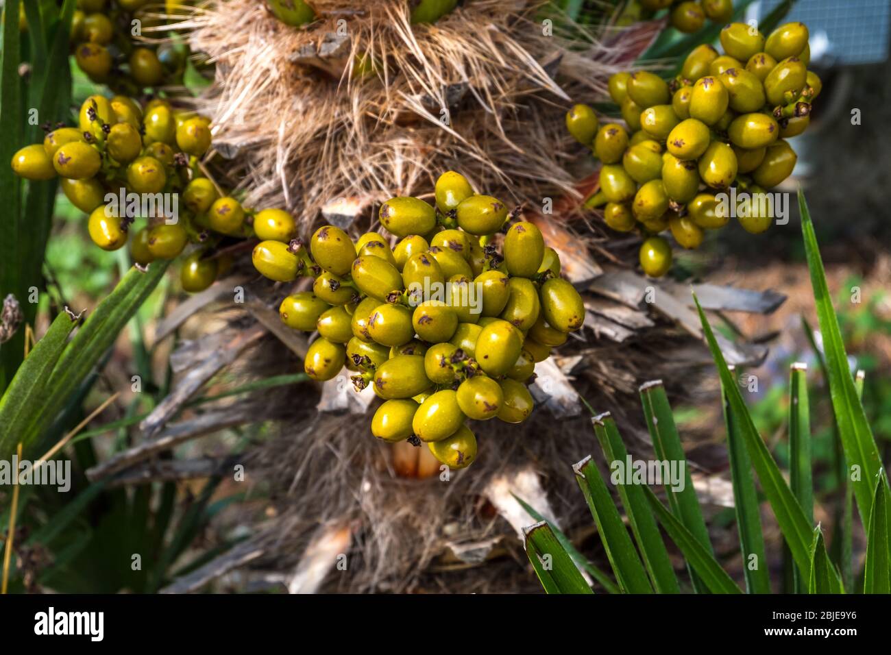 Dates growing on a palm tree closeup Stock Photo Alamy