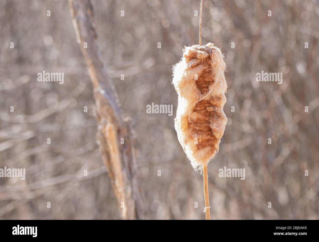 Cattail seeds hi-res stock photography and images - Alamy