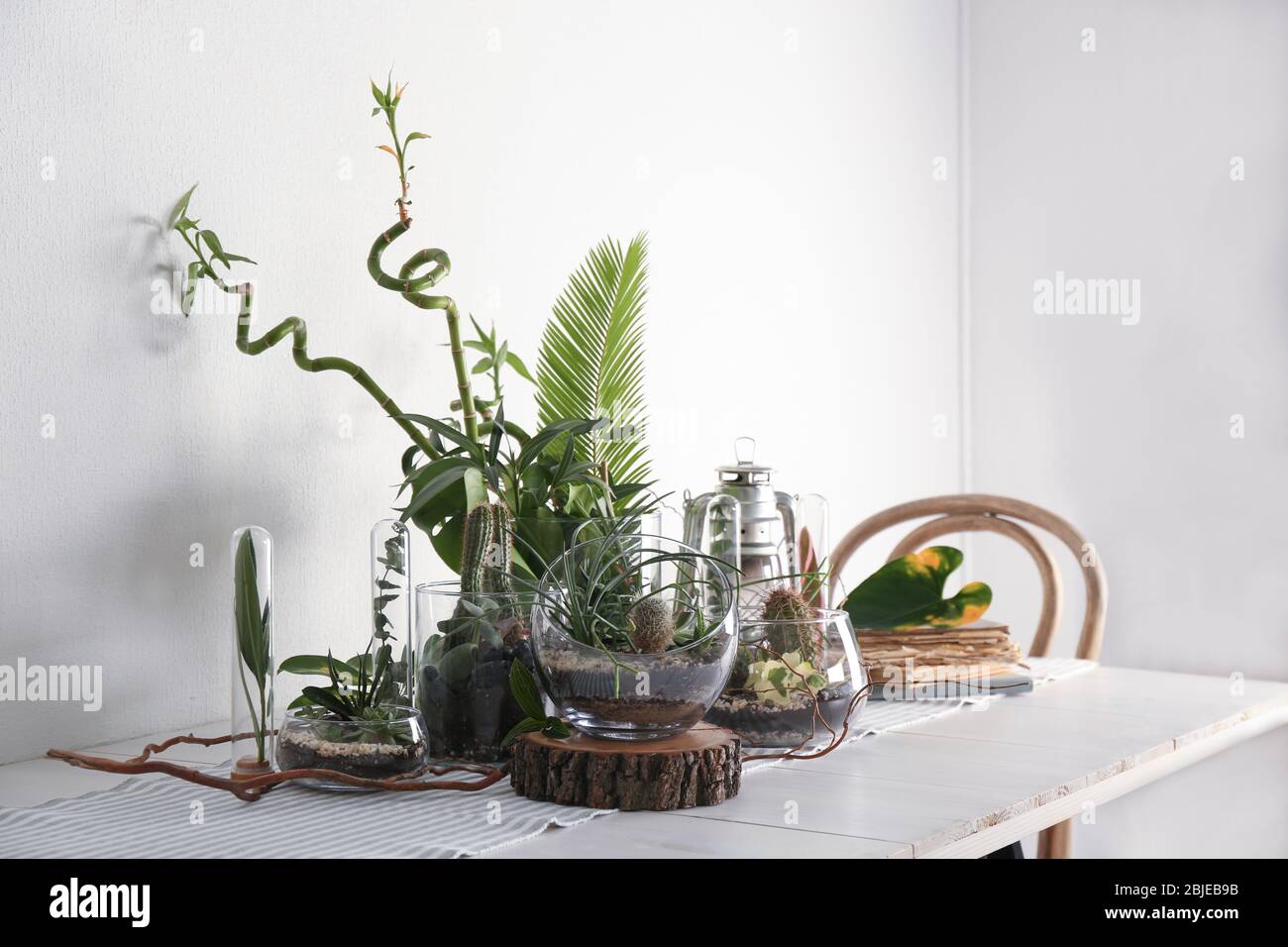 Succulent gardens in glass vases on table Stock Photo