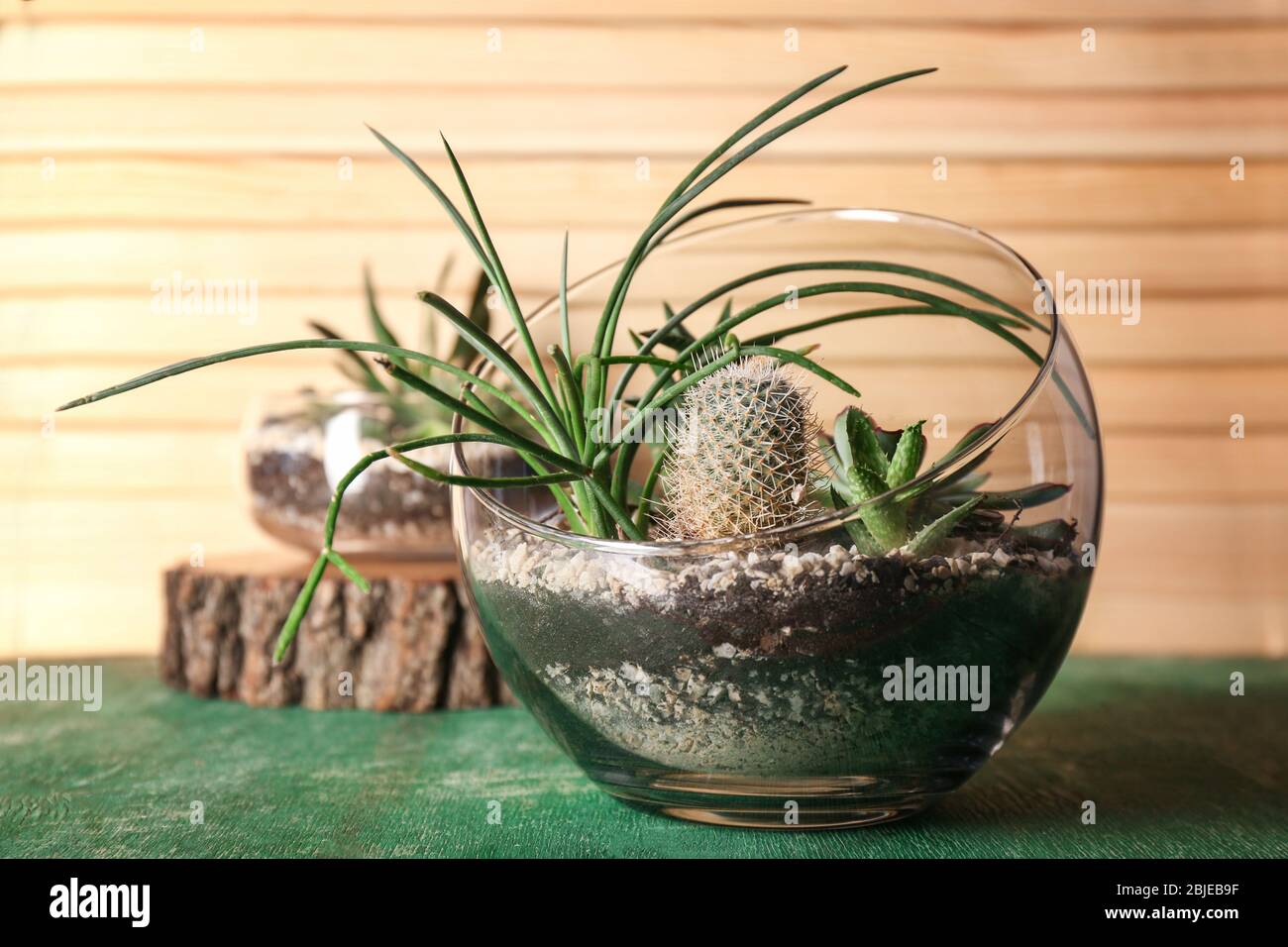 Florarium with succulents and cactus on wooden table Stock Photo