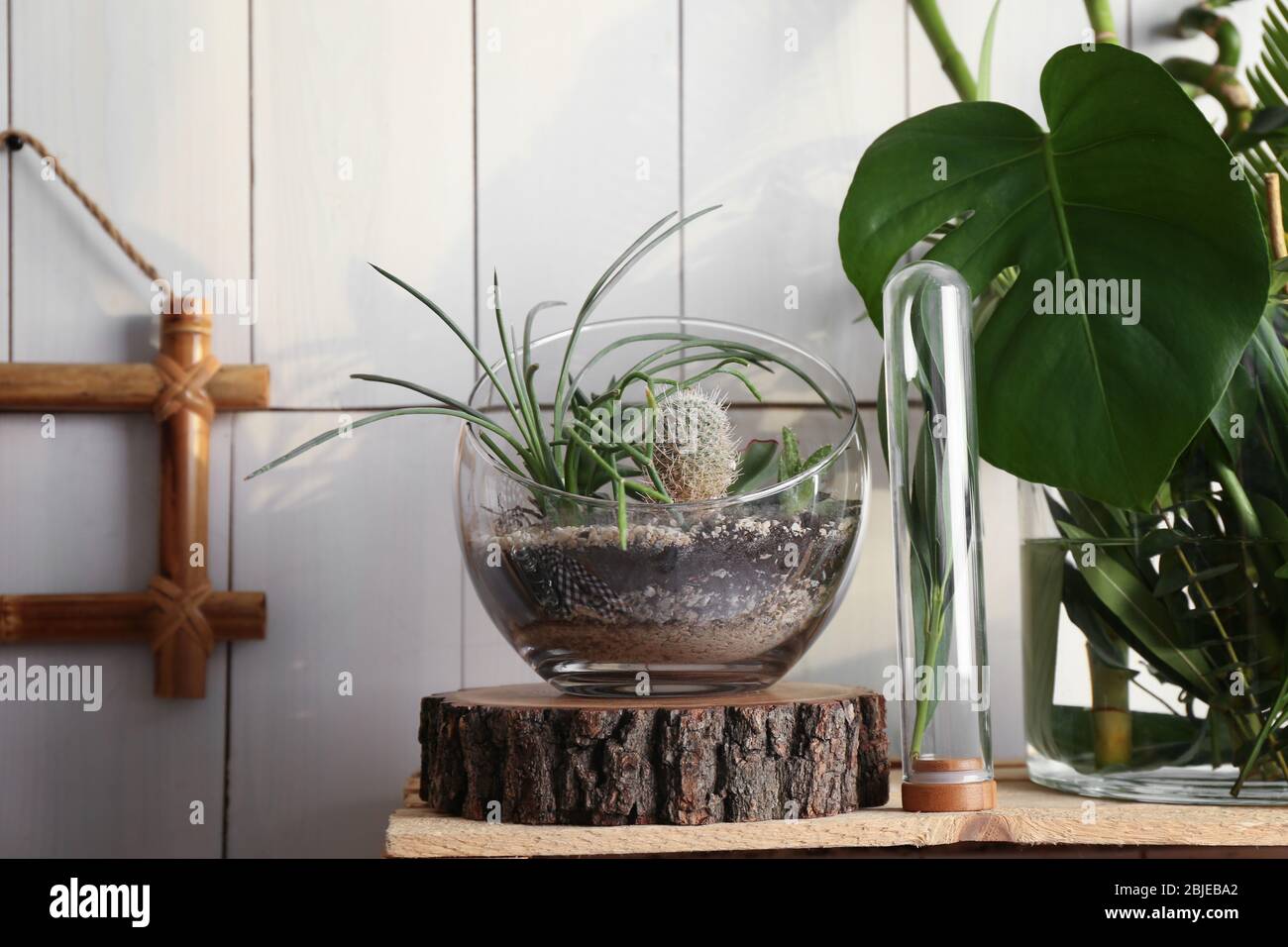 Decorative glass vases with succulent and cactus plants in interior Stock Photo