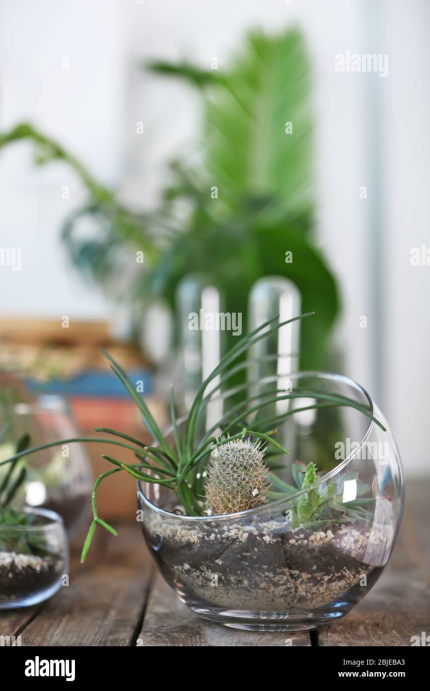 Mini succulent garden in glass terrarium on wooden table Stock Photo