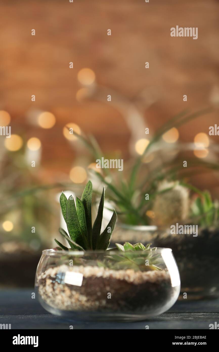 Florarium with succulents on wooden table Stock Photo