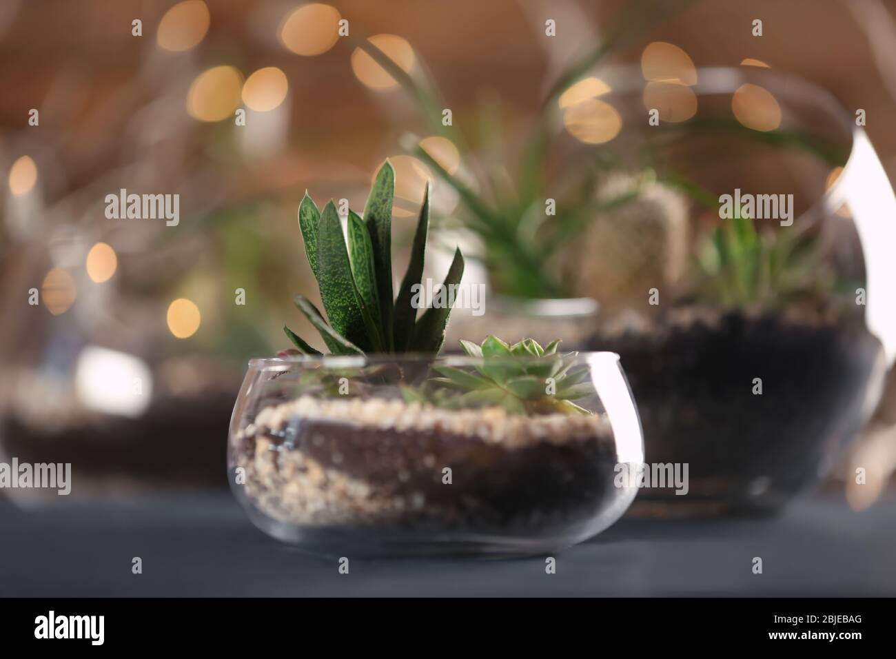Florarium with succulents on wooden table Stock Photo
