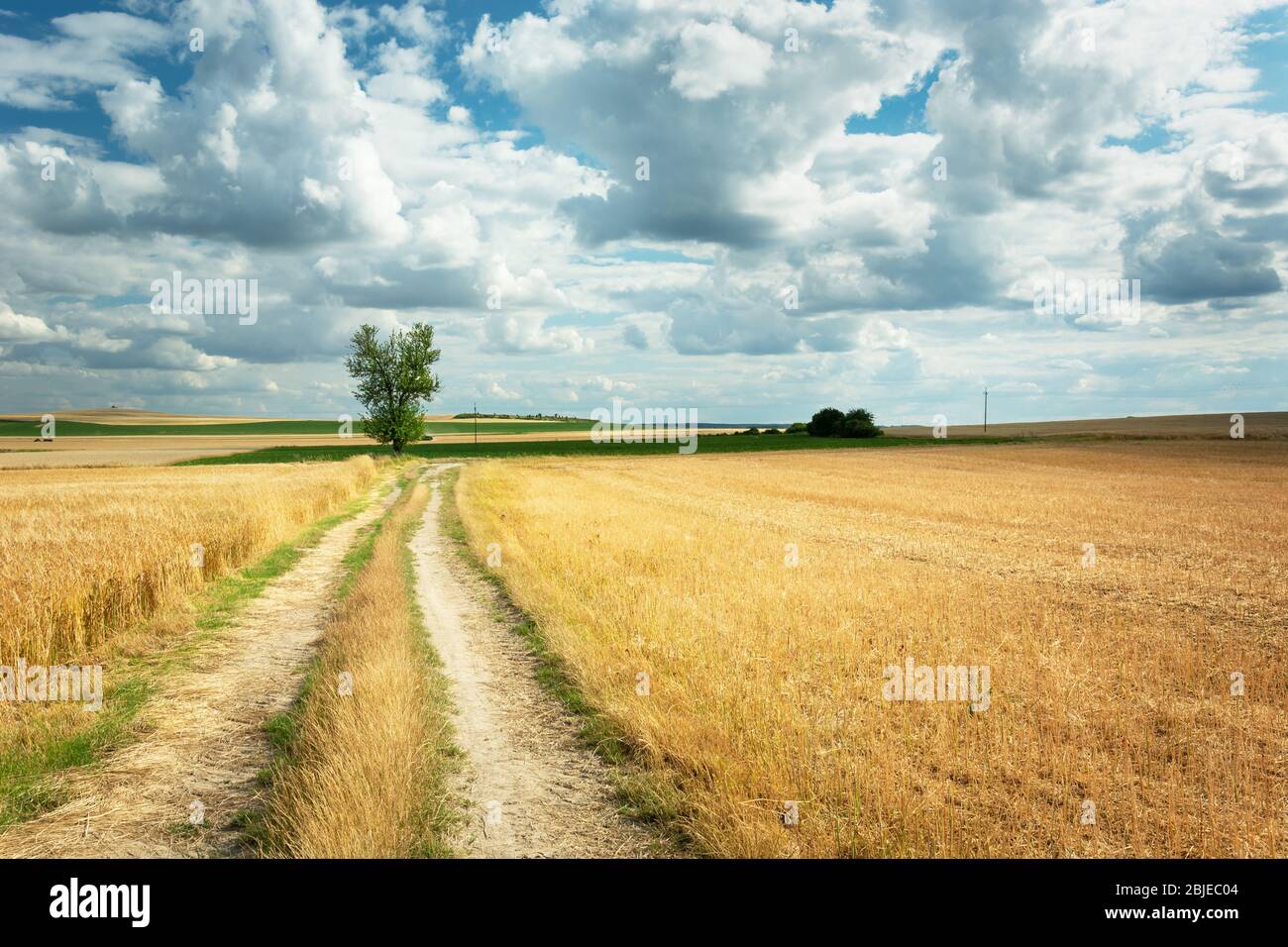 Country road through golden fields, single tree and white clouds on a ...