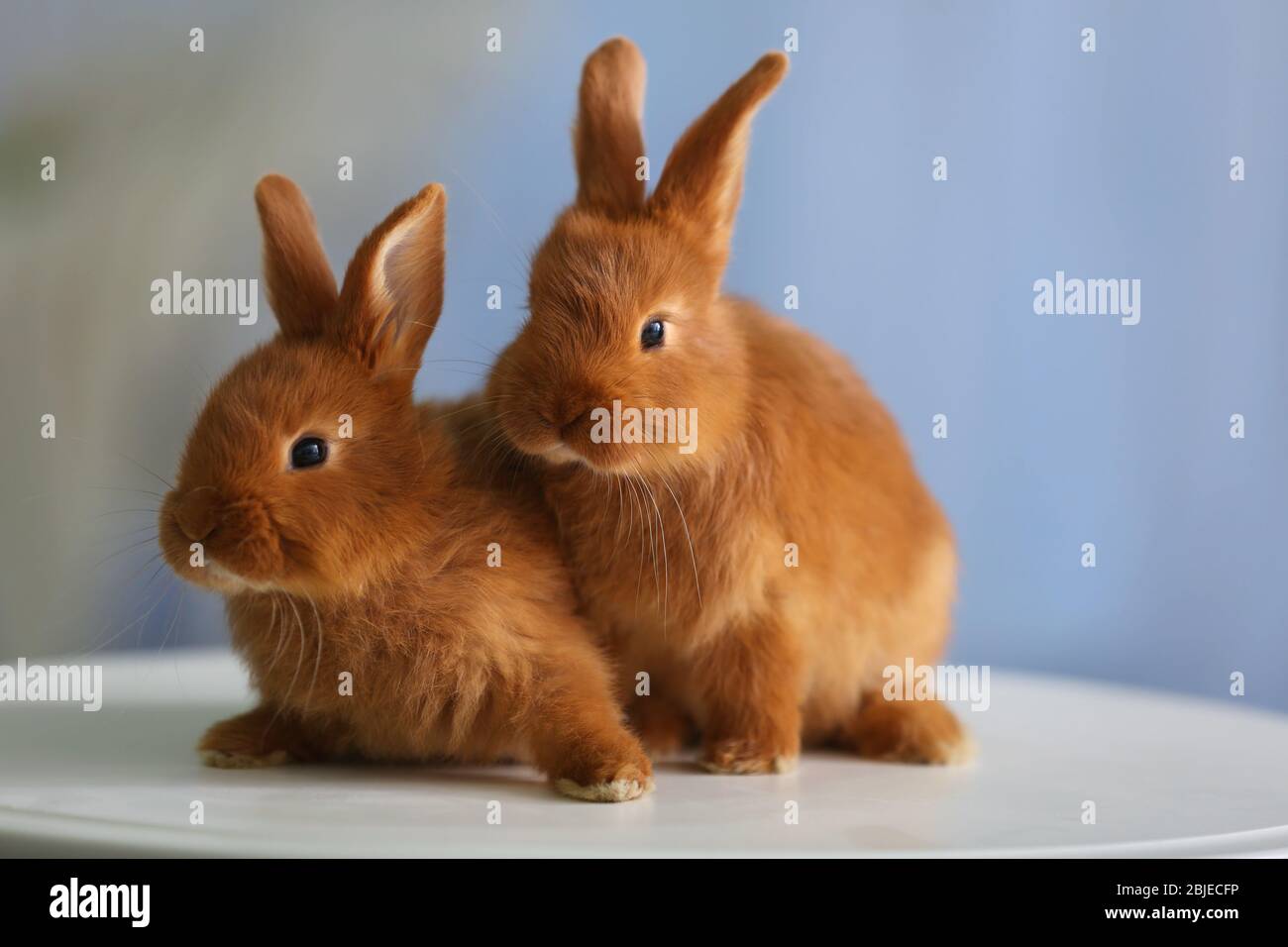 Cute funny rabbits on table at home Stock Photo Alamy