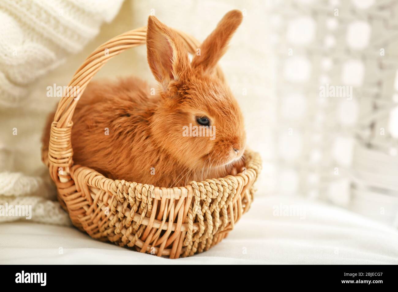 Cute red rabbit in wicker basket at home Stock Photo - Alamy