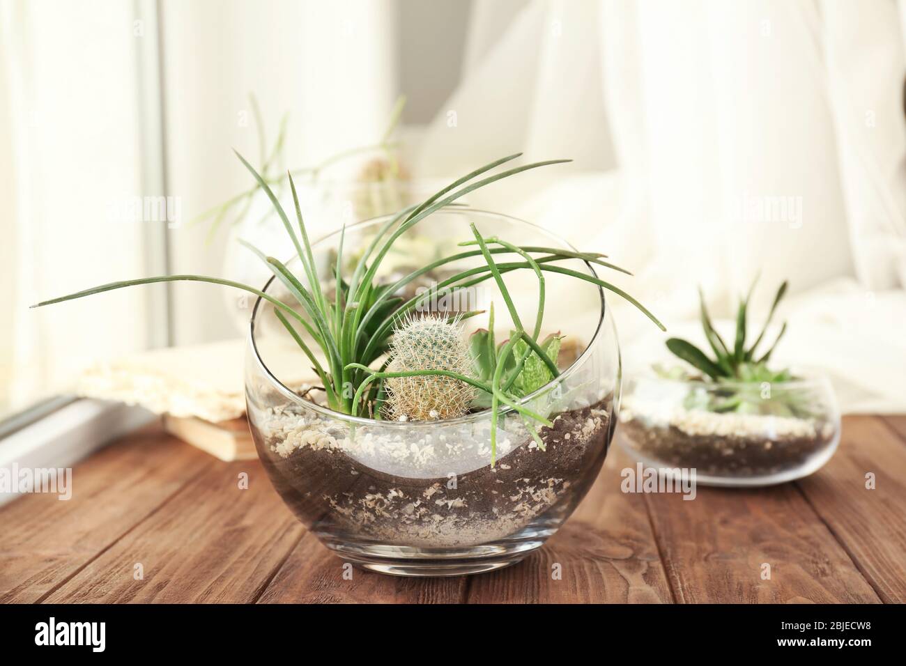 Florarium with succulents and cactus on wooden windowsill Stock Photo