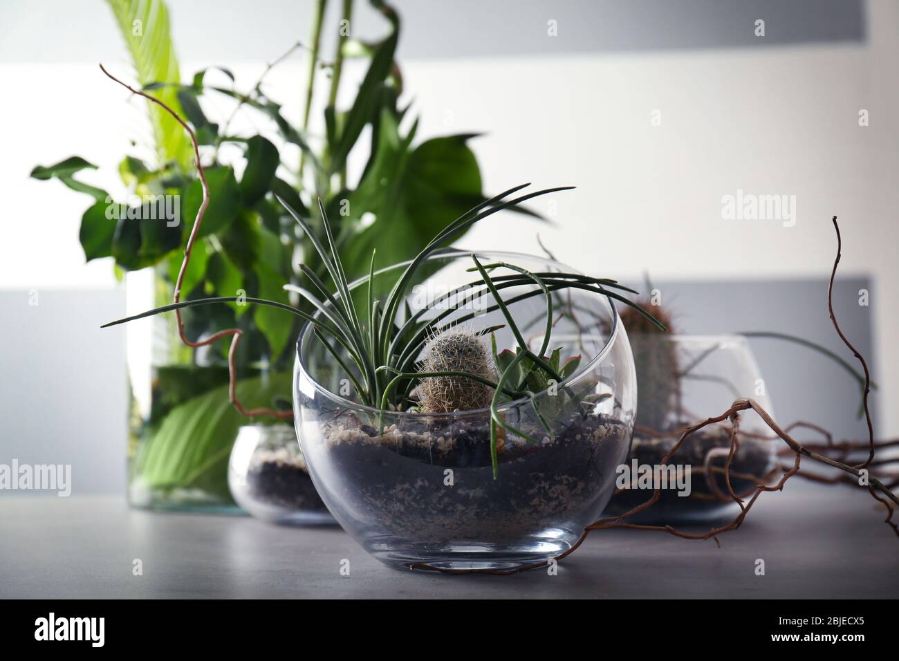 Florarium in glass vases with succulents on gray table Stock Photo