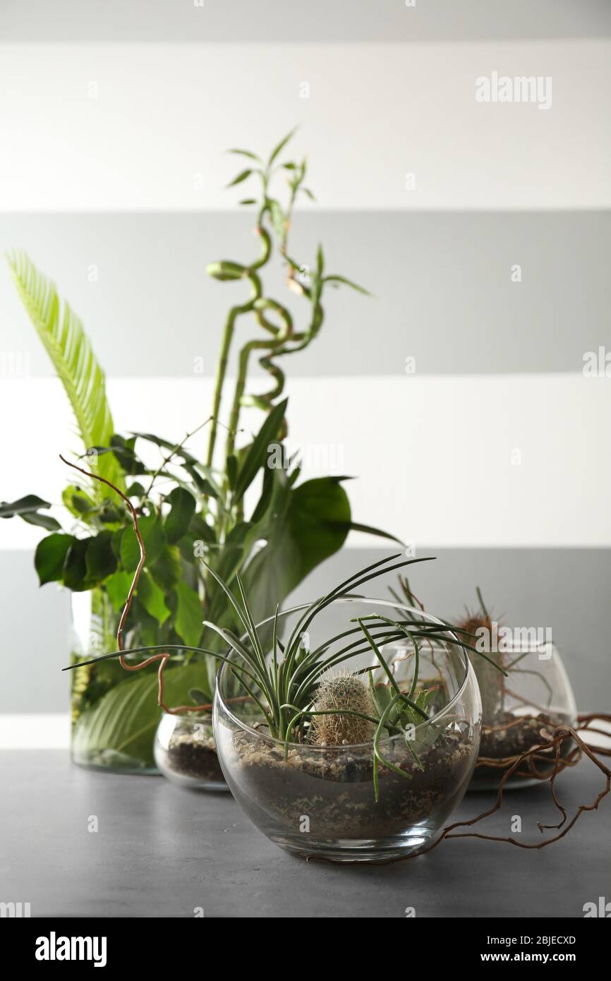 Florarium in glass vases with succulents on gray table Stock Photo