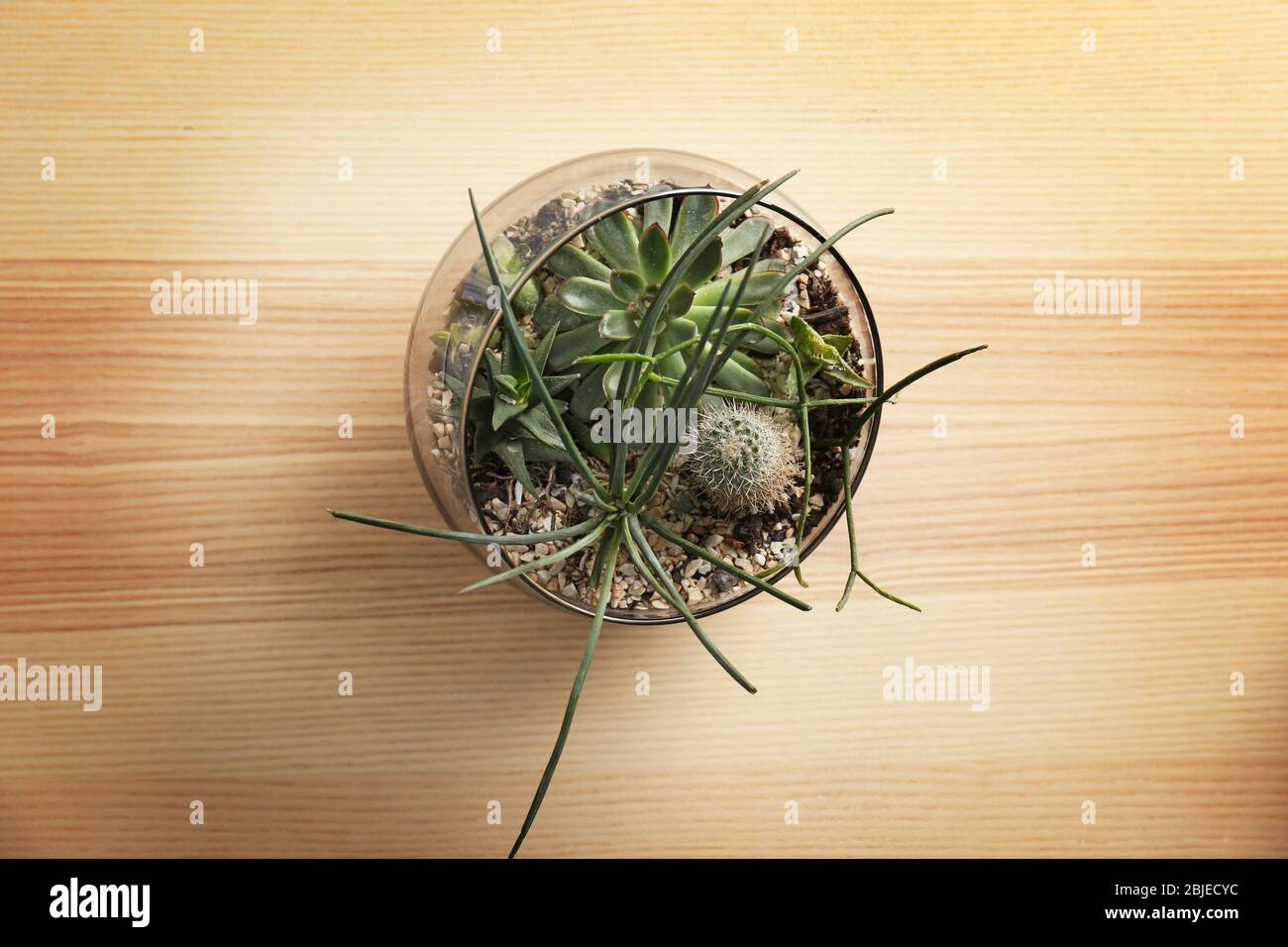 Florarium with succulents and cactus on wooden background Stock Photo