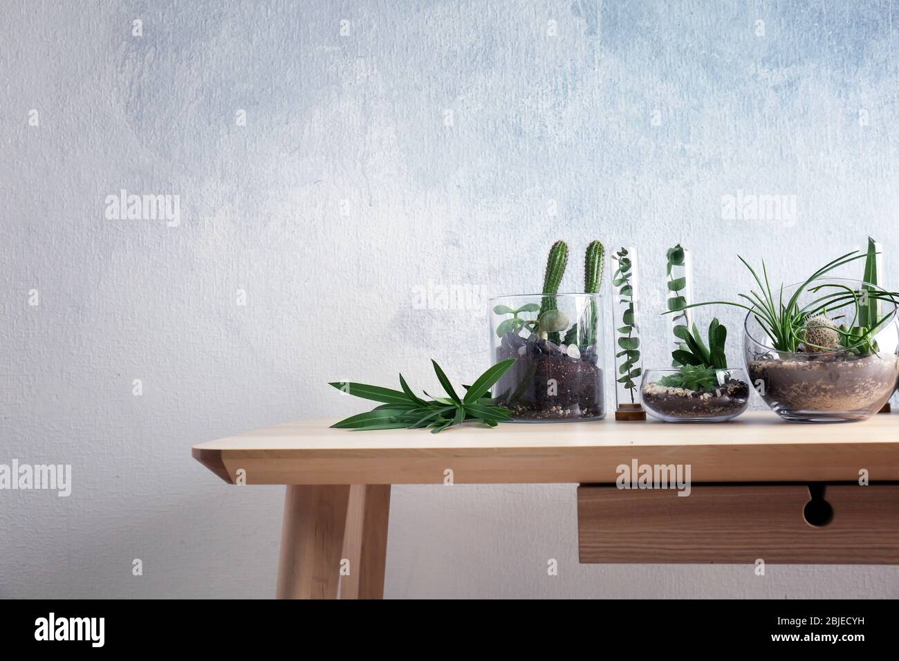 Florarium in glass vases with succulents on wooden table Stock Photo