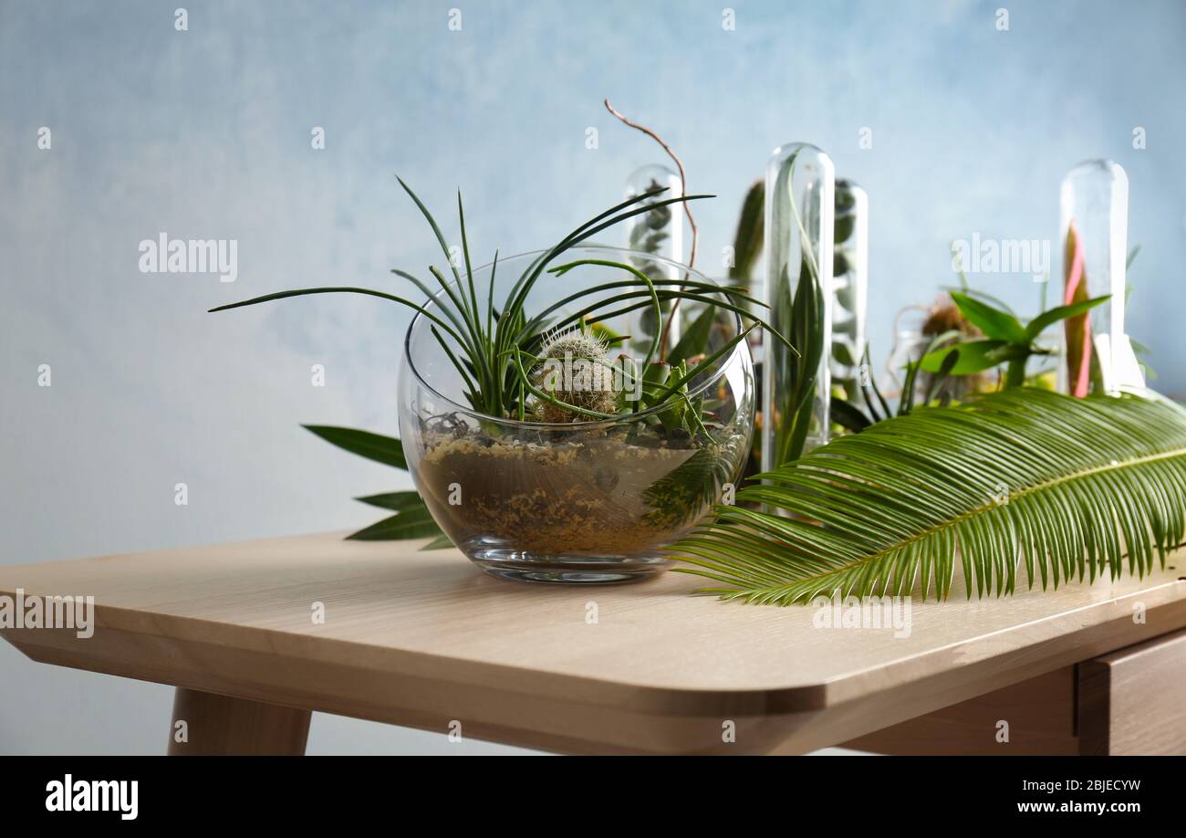 Florarium in glass vase with succulents on wooden table Stock Photo