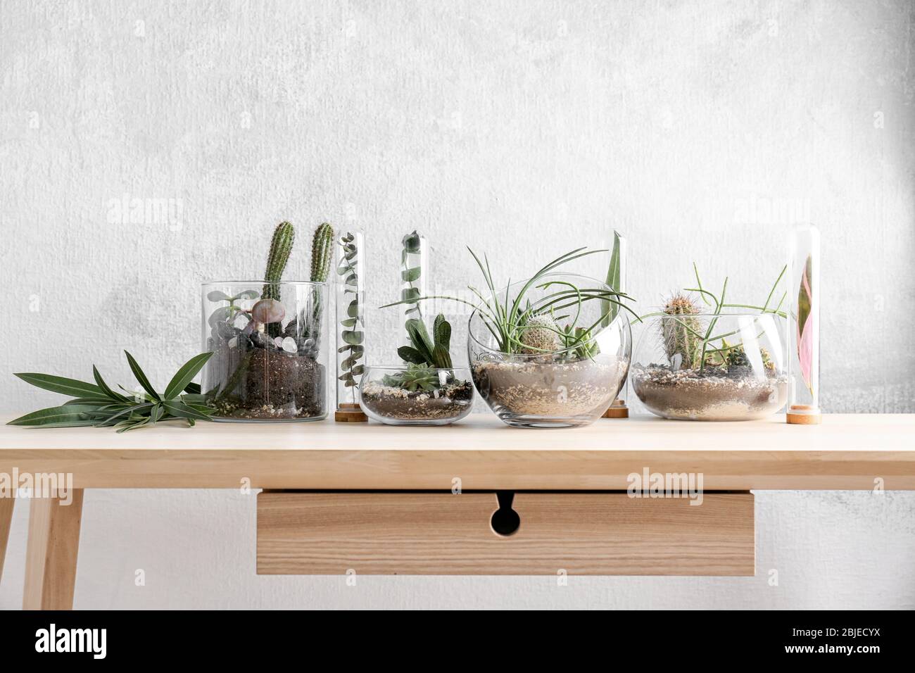Florarium in glass vases with succulents on wooden table Stock Photo