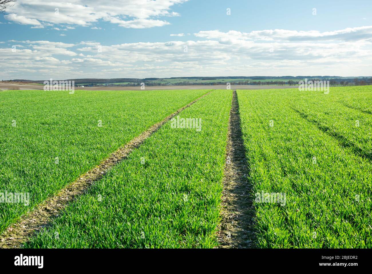 Technological path in the green low grain, horizon and white clouds on ...