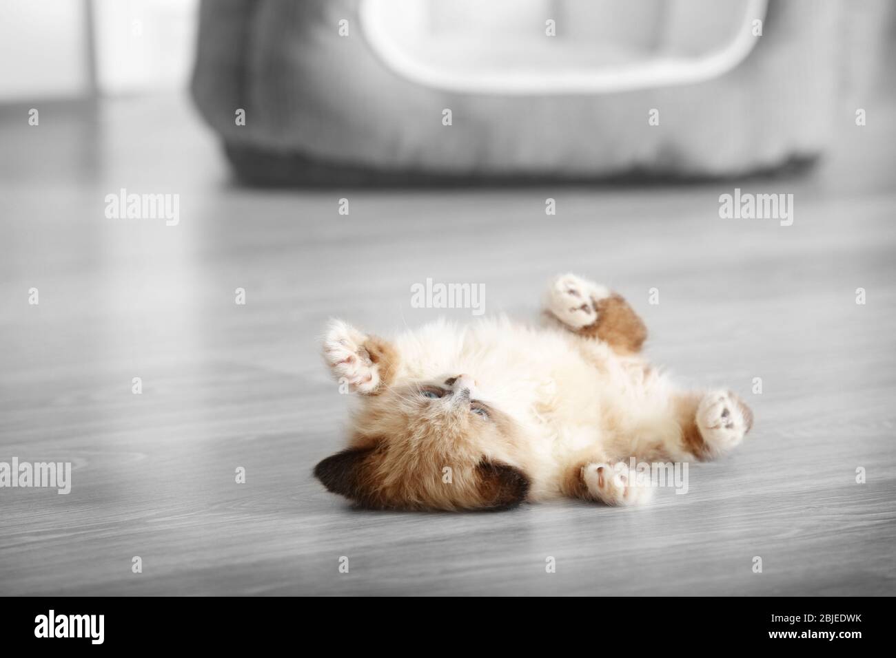 Cute little kitten lying on floor at home Stock Photo - Alamy