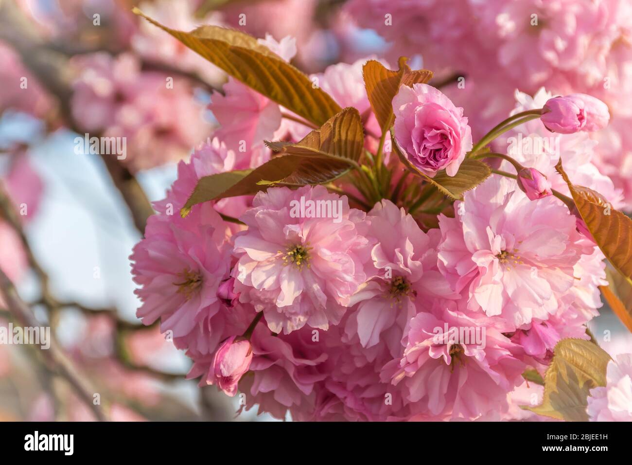 Pink japanese sakura tree flowers blossom Stock Photo Alamy