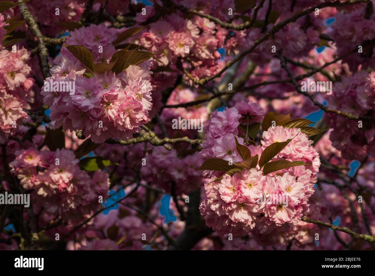 Pink japanese sakura tree flowers blossom Stock Photo Alamy