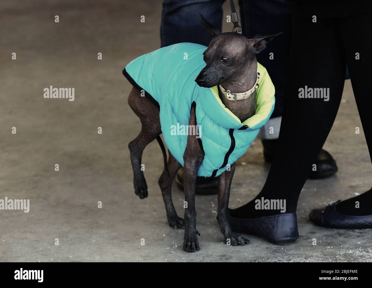 Funny hairless dog in warm clothes outdoors Stock Photo Alamy