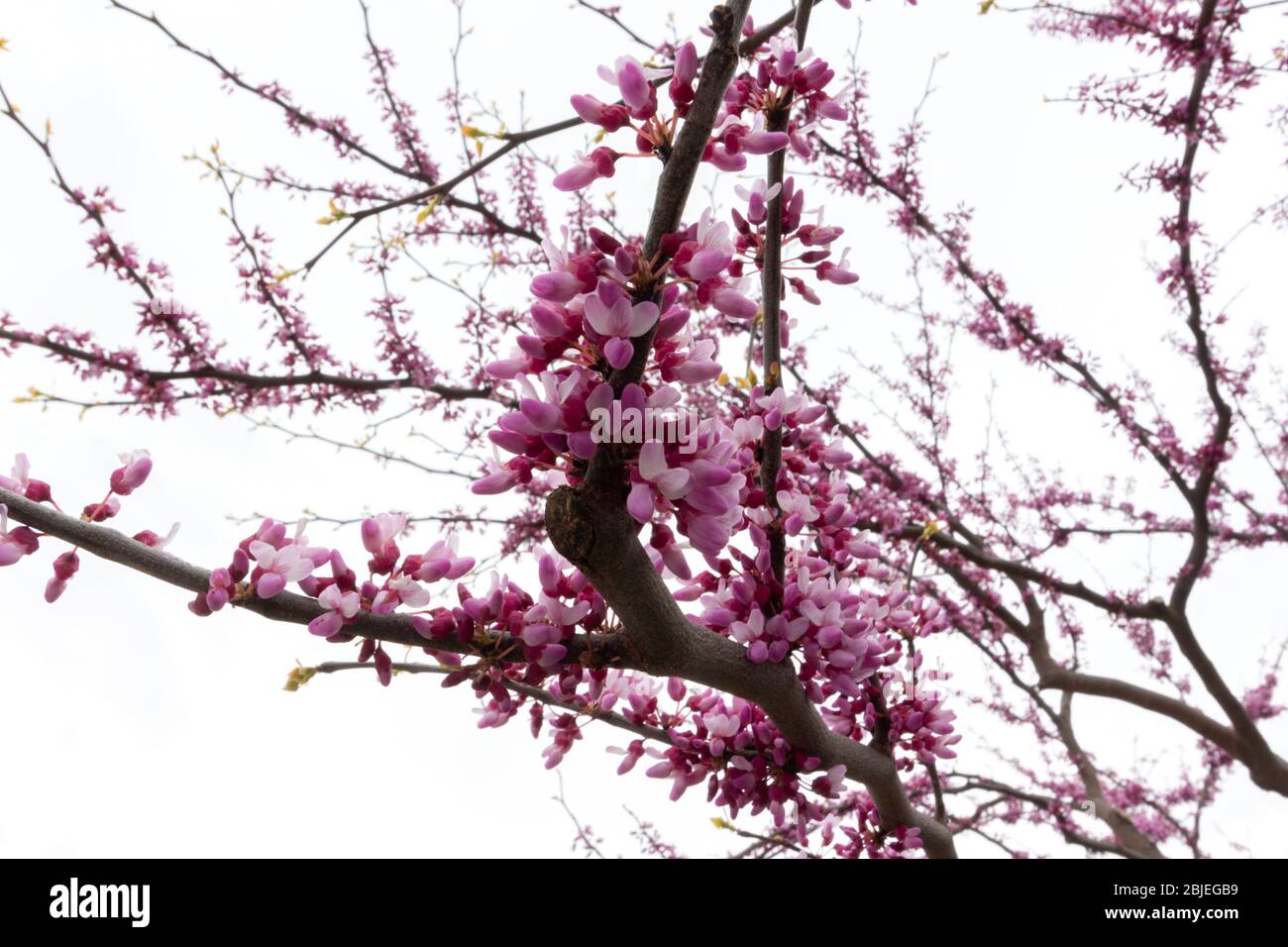 a flowering branch of the Eastern Redbud tree against the white of a cloudy sky. Native to northeast america, scientific name is cercis canadensis Stock Photo