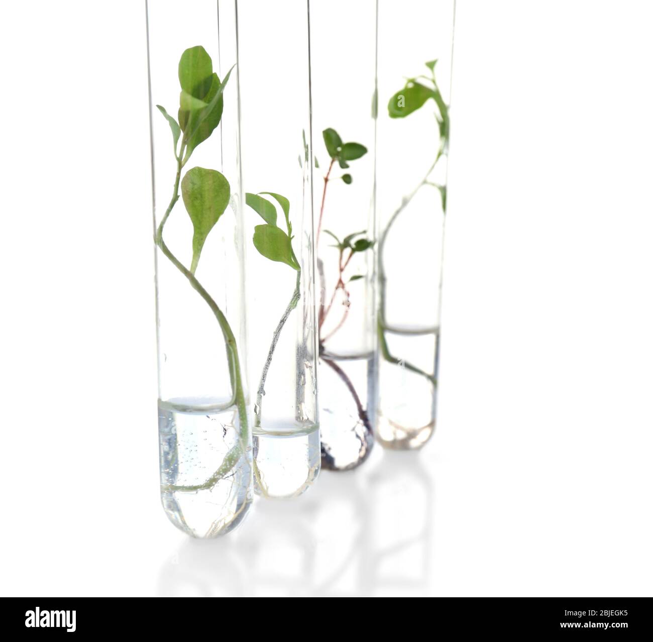 Plants in test tubes on white background Stock Photo - Alamy