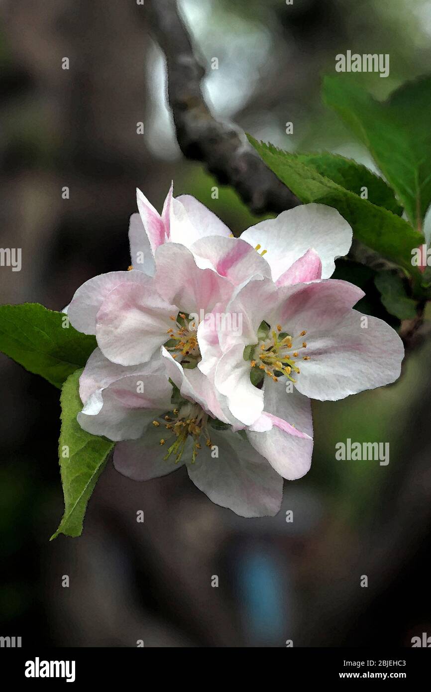 Watercolour illustration of Apple blossom. Malus domestica 'Bramley's seedling' white flushed with pink. Stock Photo