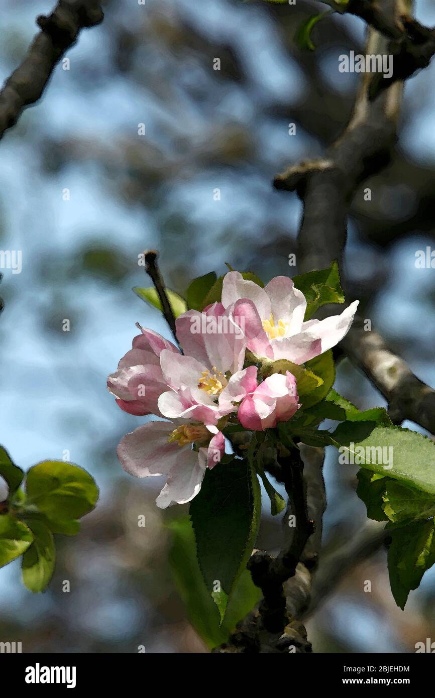 Watercolour illustration of Apple blossom. Malus domestica 'Bramley's seedling' white flushed with pink. Stock Photo