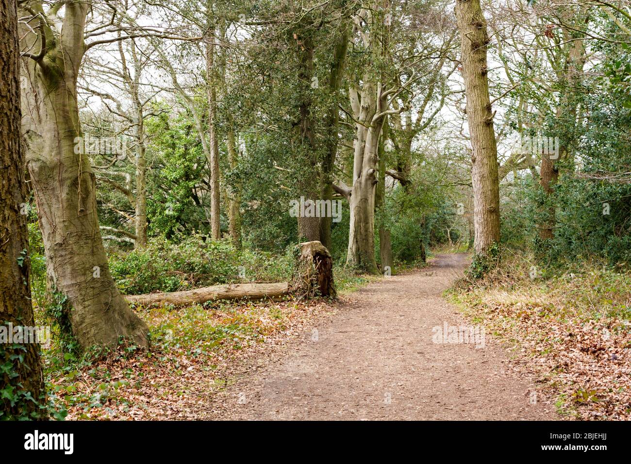 Woodland scene at Upton Country Park in Dorset, England Stock Photo