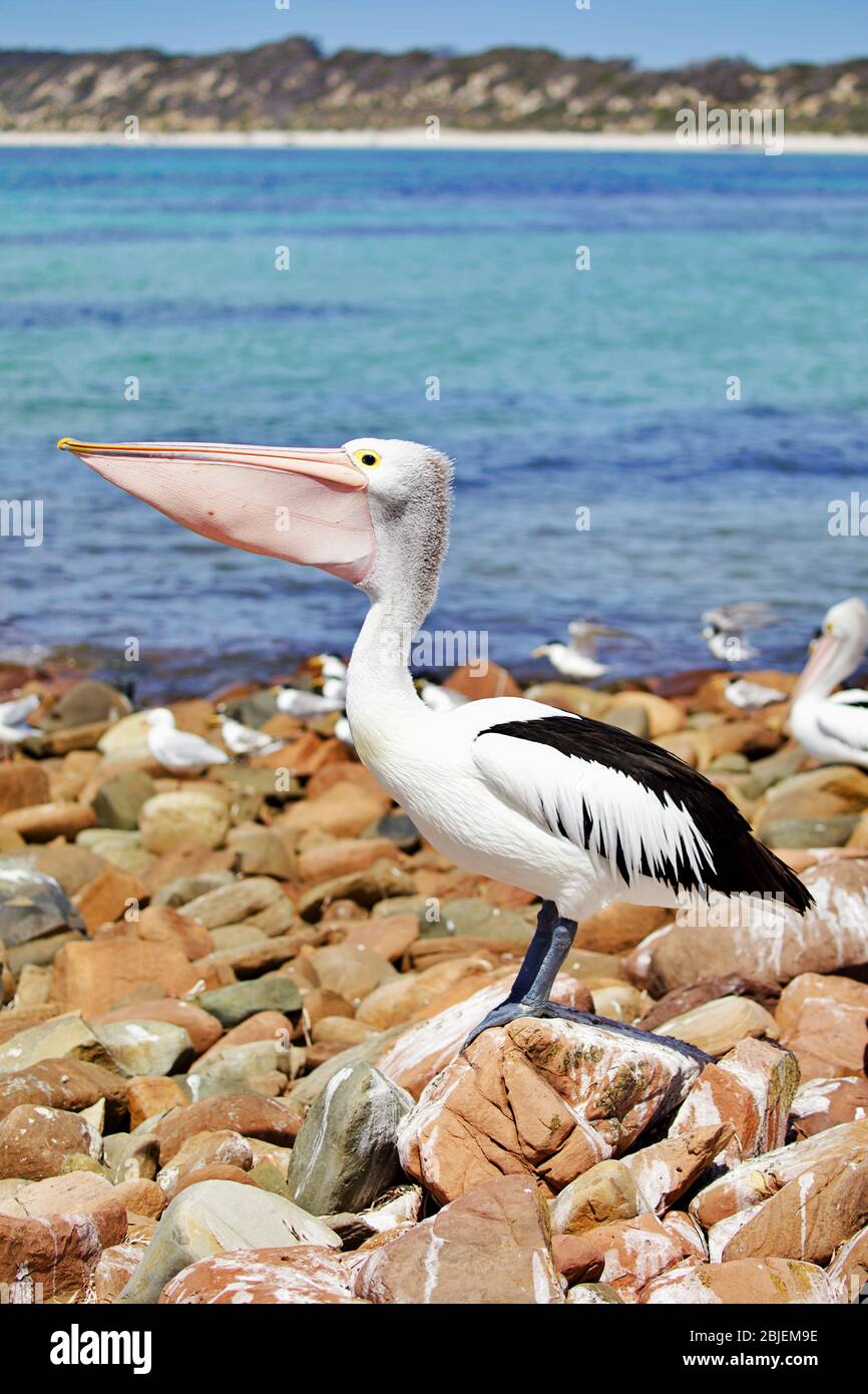 pelican on kangaroo island Stock Photo