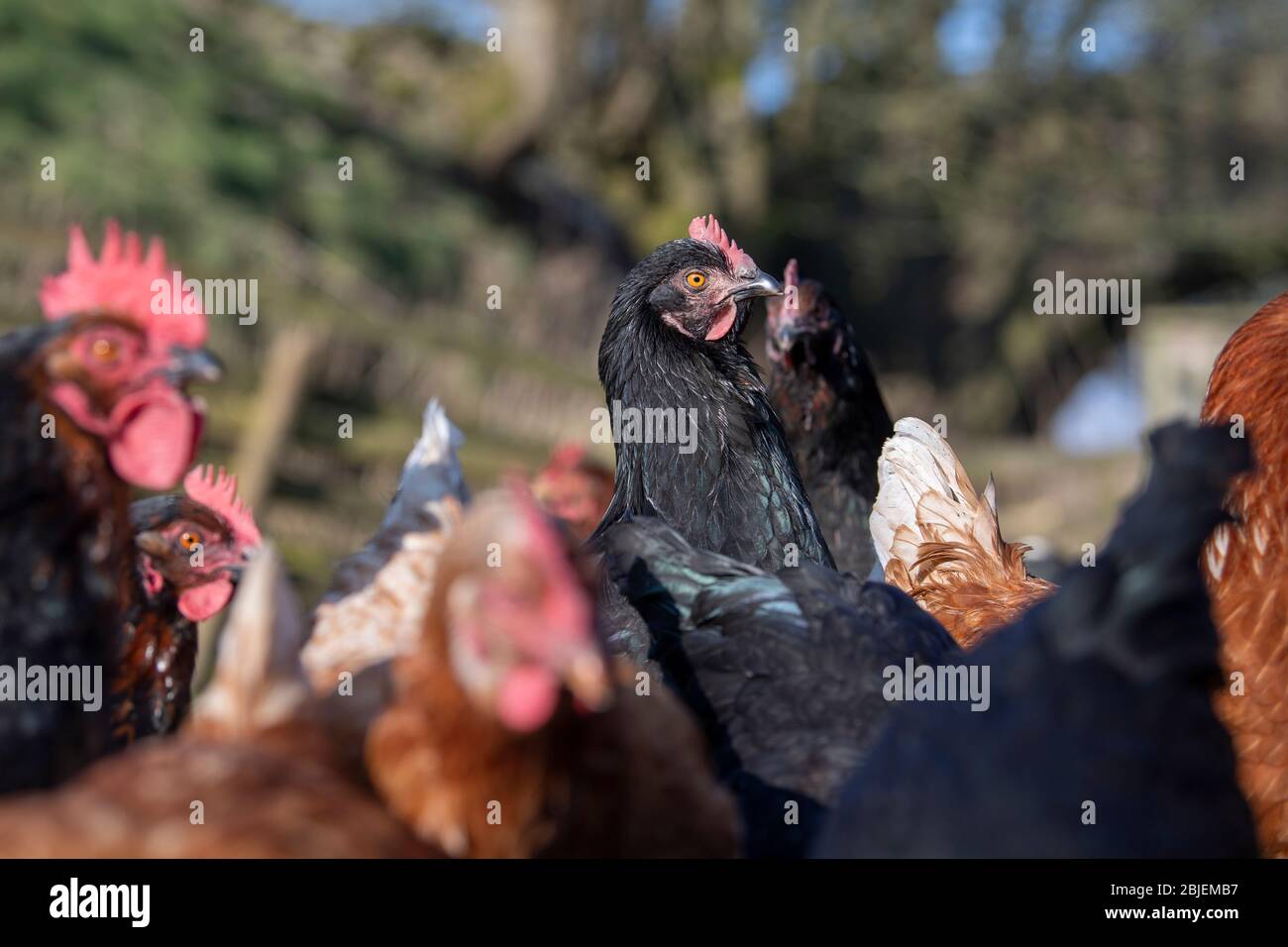 Free range hens in field looking for food. North Yorkshire, UK. Stock Photo