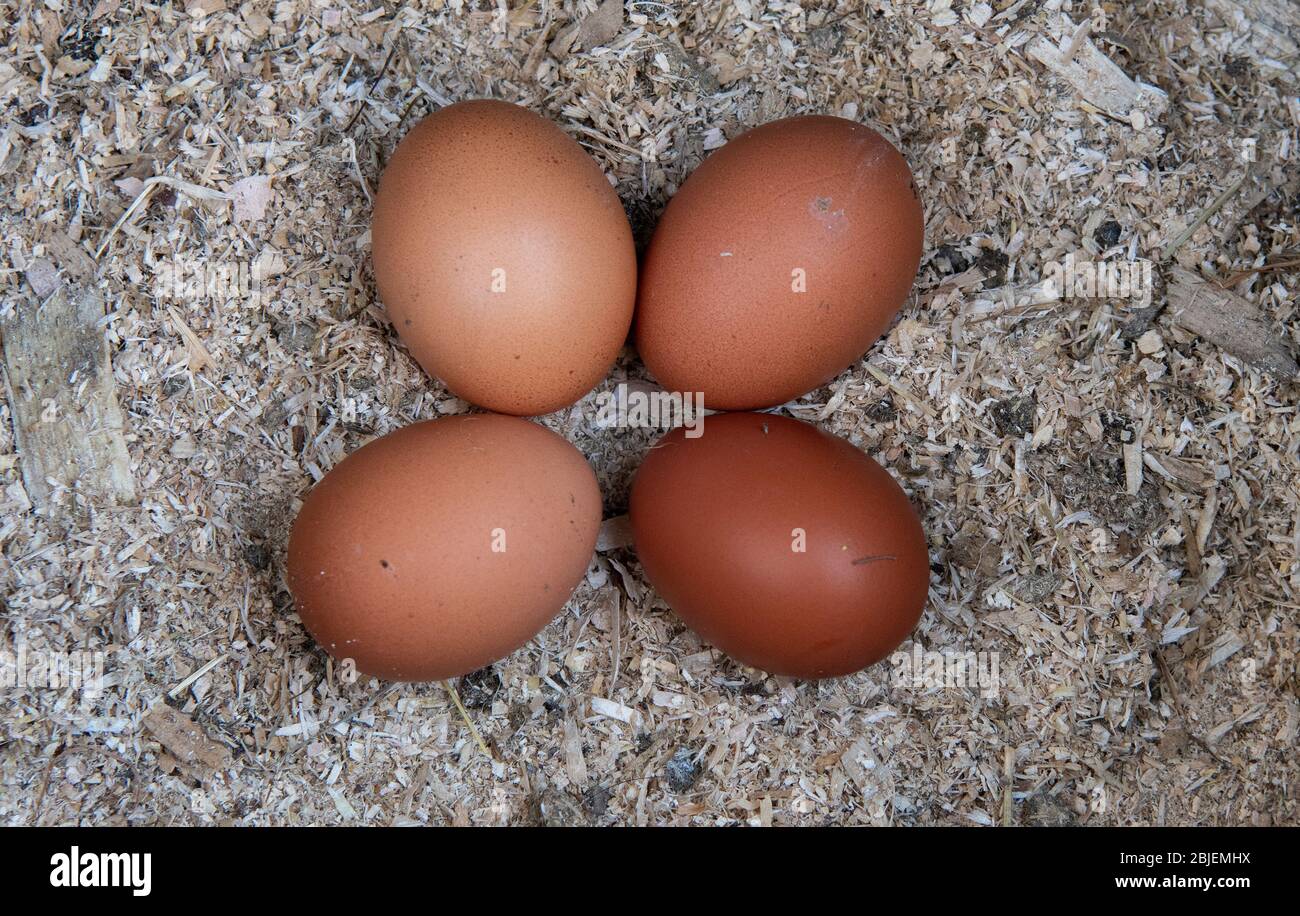 Four free range eggs in a nesting box. Stock Photo