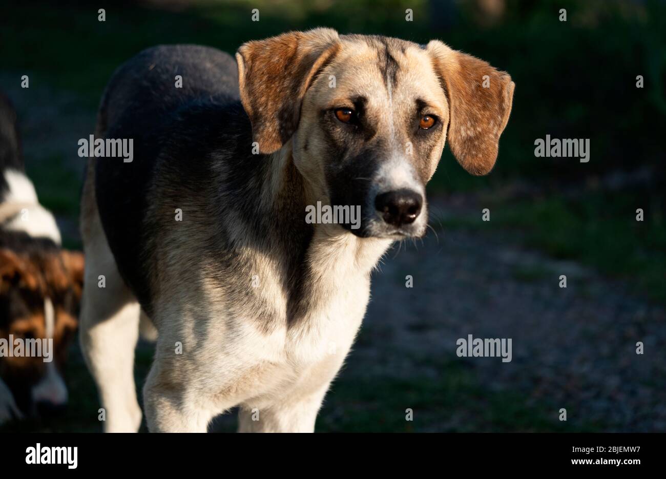 Dogs in rural setting hi-res stock photography and images - Alamy