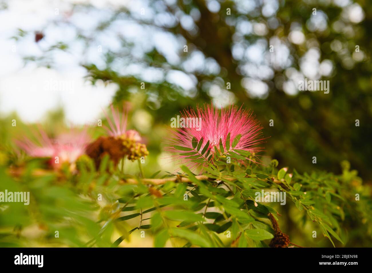 Albizia pink silk tree with fluffy pink flower blossom in sun light close up, exotic floral background Stock Photo