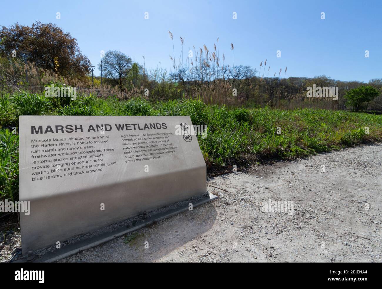 the Muscota Marsh and wetlands in Inwood, a restored salt marsh and fresh water wetland ecosystem designed by James Corner Field Operations Stock Photo