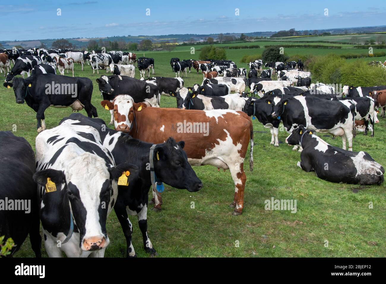 Field full of healthy looking dairy cattle near Bedale, North Yorkshire, UK Stock Photo Alamy