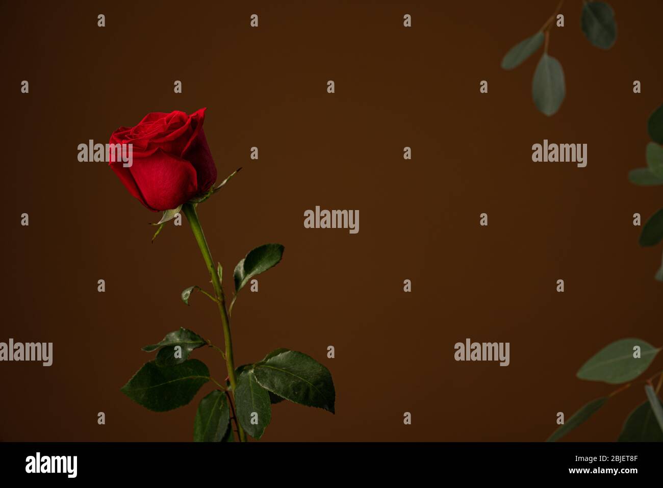 Beautiful red rose isolated on dark brown background with copyspace Stock Photo
